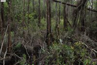 Okefenokee NWR (GA)